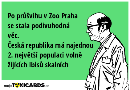 Po průšvihu v Zoo Praha se stala podivuhodná věc. Česká republika má najednou 2. největší populaci volně žijících Ibisů skalních