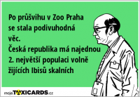 Po průšvihu v Zoo Praha se stala podivuhodná věc. Česká republika má najednou 2. největší populaci volně žijících Ibisů skalních