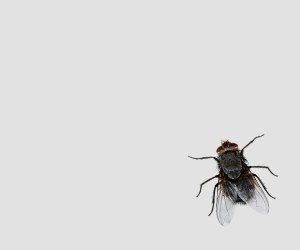 Tohle je jen moucha. Moucha se občas vyskytují na potravinách, ale i na výkalech. Takovej je už život.